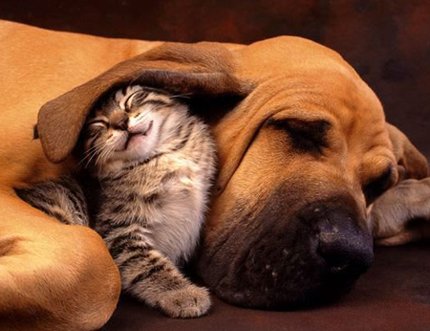 Cat & Dog
